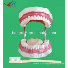 Zahnpflege Modell 28 Zähne Zahnpastik